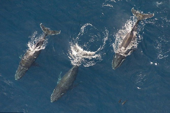 Maui Whale Watching -PRIVATE- Air Tour: (2-5 People): SEE WHALES! - Key points to know before booking