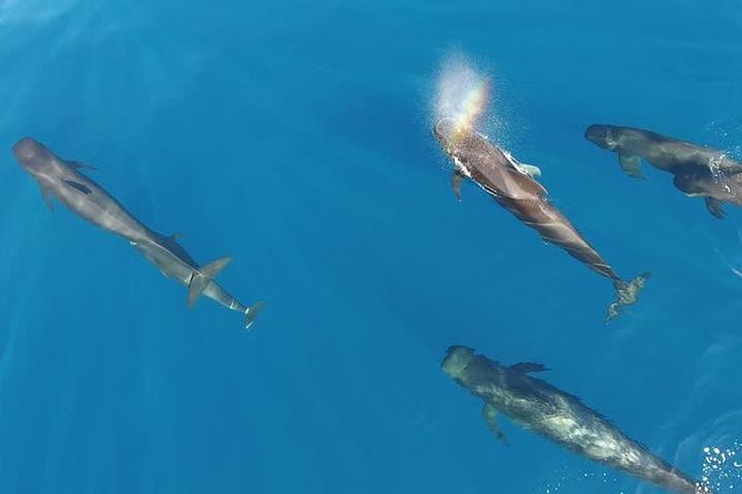 Maui Whale Watching -PRIVATE- Air Tour: (2-5 People): SEE WHALES! - Why see Maui’s whales from a plane?