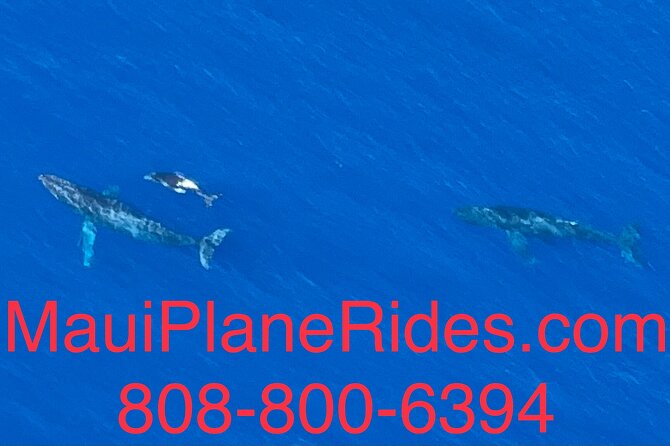 Maui Whale Watching -PRIVATE- Air Tour: (2-5 People): SEE WHALES! - What the $420 price really buys