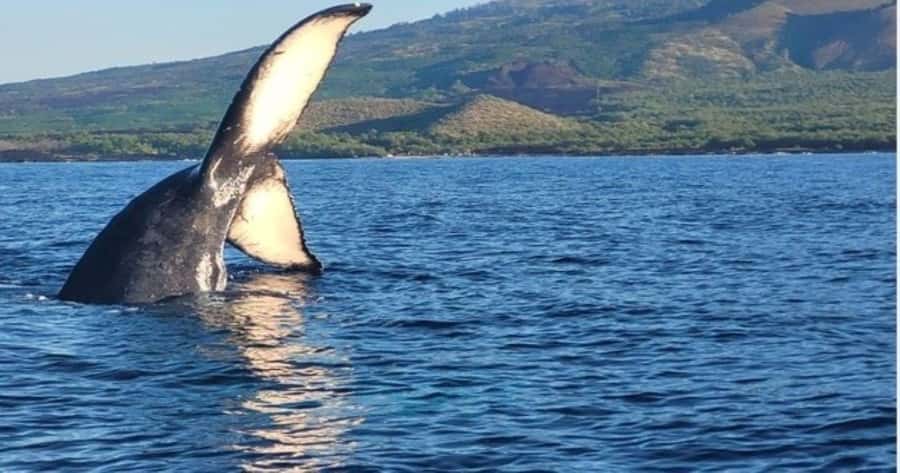 Maui: Whale Watching Tour - 1.5 hours - A quick ride from Kihei Boat Ramp