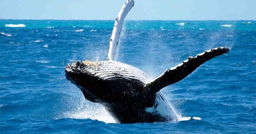 Maui: Whale Watching Tour - 1.5 hours - Why the 90-minute length works