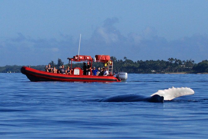 Maui Whale-Watching Tour by Raft from Kihei - Why the Raft Changes the Whale-Watching Experience