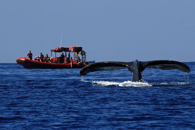 Maui Whale-Watching Tour by Raft from Kihei - Meeting at the Kihei Boat Ramp