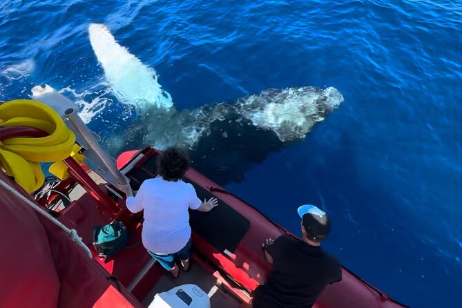 Maui Whale-Watching Tour by Raft from Kihei - What You Can Expect From the Whale Search