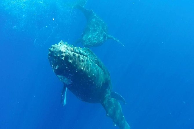 Maui Whale-Watching Tour by Raft from Kihei - Listening to Whales Through the Hydrophone