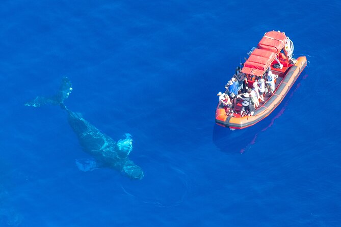 Maui Whale-Watching Tour by Raft from Kihei - A Fast Ride With Real Physical Limits