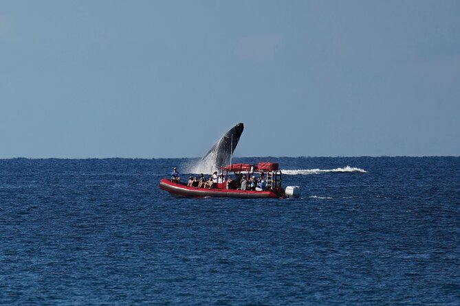 Maui Whale-Watching Tour by Raft from Kihei - How the $84.14 Price Measures Up