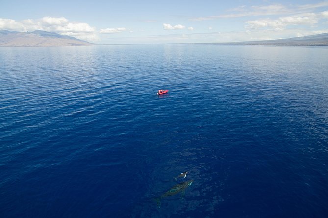 Maui Whale-Watching Tour by Raft from Kihei - Who Should Book This Kihei Whale Watch