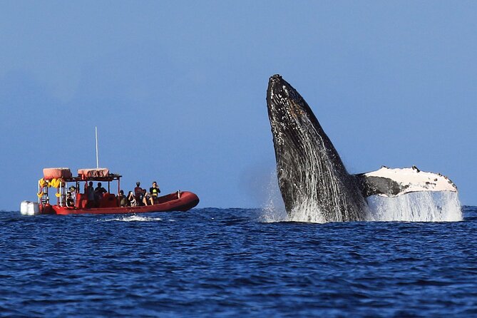 Maui Whale-Watching Tour by Raft from Kihei - Booking, Weather, and Cancellation Details