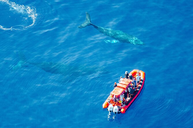 Maui Whale-Watching Tour by Raft from Kihei - Kihei, Wailea, and Keawakapu Beach Along the Route