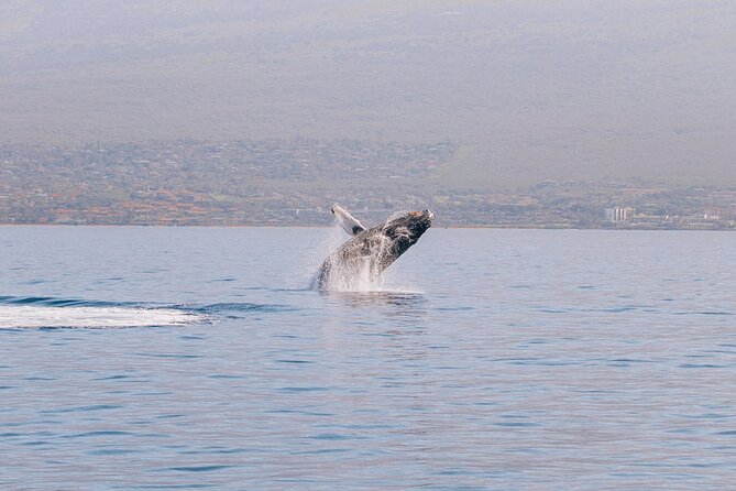 Midday Whale Watch: Mā’alaea Harbor - Key points at a glance