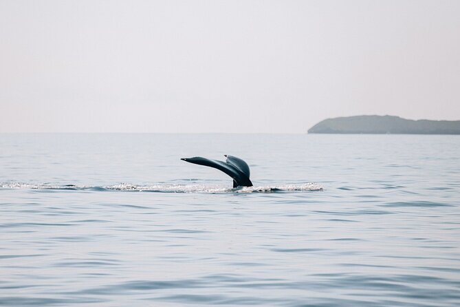 Midday Whale Watch: Mā’alaea Harbor - What the two hours feel like