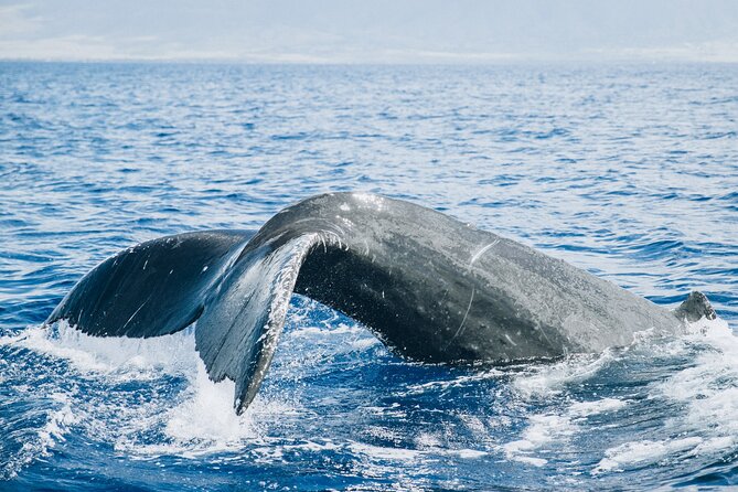 Midday Whale Watch: Mā’alaea Harbor - Why the smaller boat changes the experience
