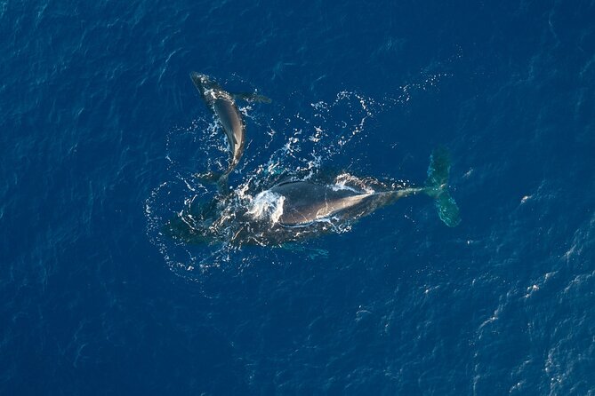 Midmorning Whale Watch from Lahaina Harbor - Leaving Lahaina Harbor at 11:30 a.m.