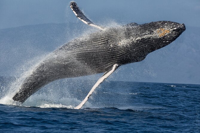 Midmorning Whale Watch from Lahaina Harbor - Is the $100.22 Price a Good Value?