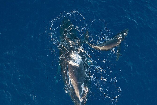 Midmorning Whale Watch from Lahaina Harbor - Practical Details Before You Book