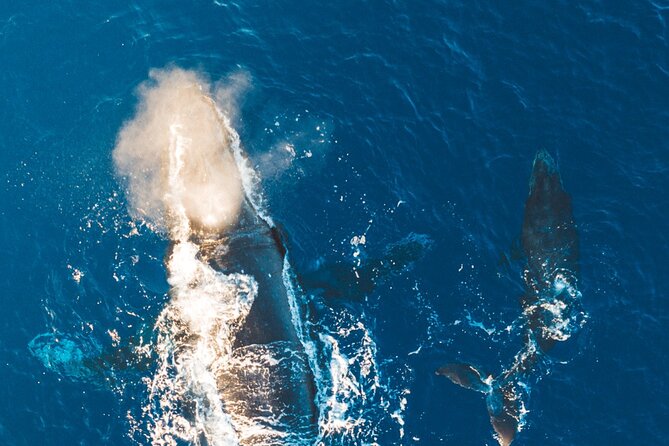 Midmorning Whale Watch from Lahaina Harbor - Who Will Enjoy This Sailing Most?