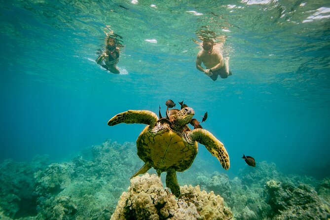 Molokini Crater Snorkel & Whale Watch Adventure (Dec 15-Mar 30) - A short winter run from Kihei