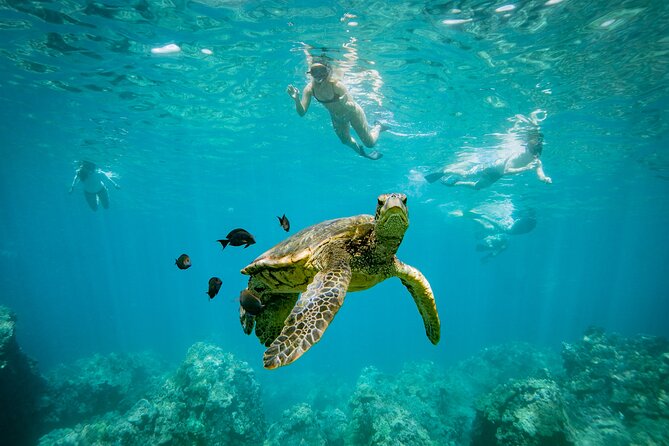 Molokini Crater Snorkel & Whale Watch Adventure (Dec 15-Mar 30) - Equipment, drinks, and what to bring
