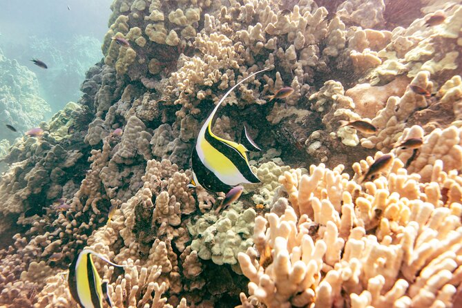 Molokini Crater Snorkel & Whale Watch Adventure (Dec 15-Mar 30) - Who will enjoy this trip most