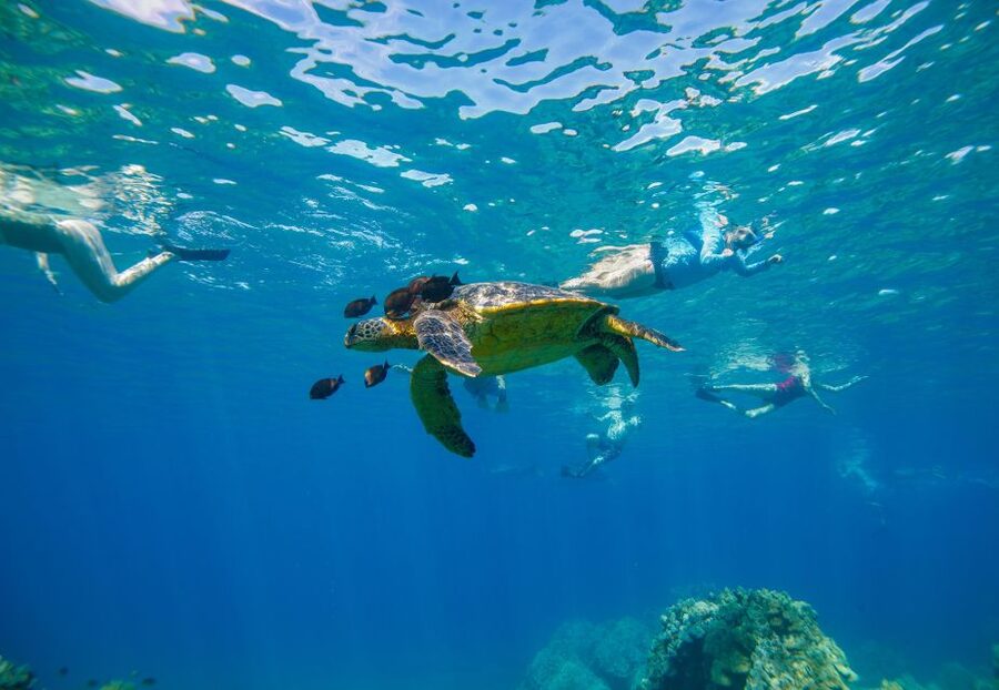 Molokini Crater Snorkel & Whale Watching (Dec 15 – Mar 30) - The ride from Kihei to Makena Bay