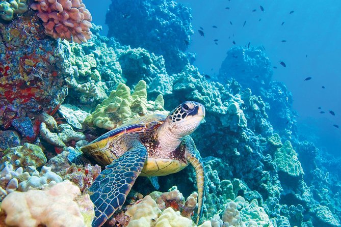 Molokini & Turtle Adventure: Small Group from Ma'alaea Harbor - Why Molokini Crater makes this Maui trip special
