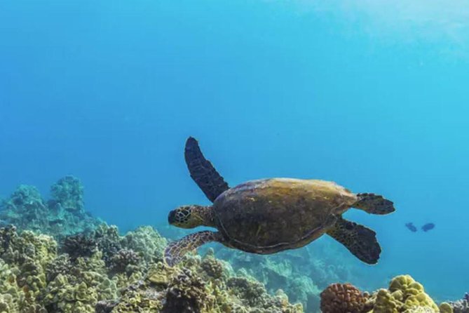 Molokini & Turtle Adventure: Small Group from Ma'alaea Harbor - Snorkeling gear, masks, and reef protection