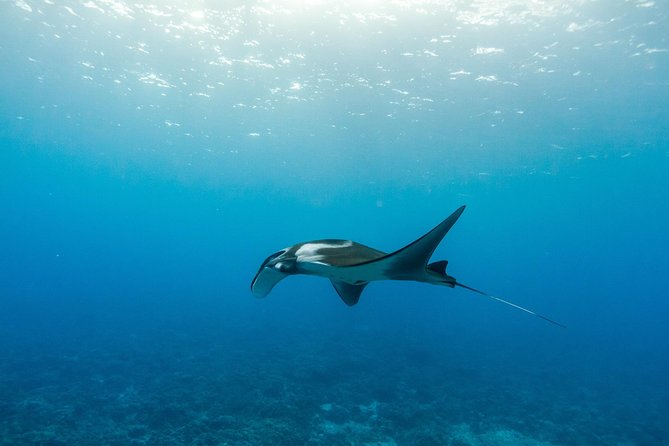 Molokini & Turtle Adventure: Small Group from Ma'alaea Harbor - Molokini Wild Side and the level of effort