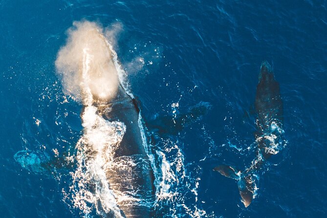 Morning Whale Watch: Lahaina Harbor - Finding a Good Seat on the Sailboat
