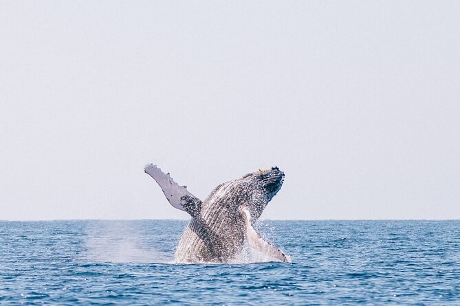 Morning Whale Watch: Lahaina Harbor - Is the $100.22 Price a Fair Deal?