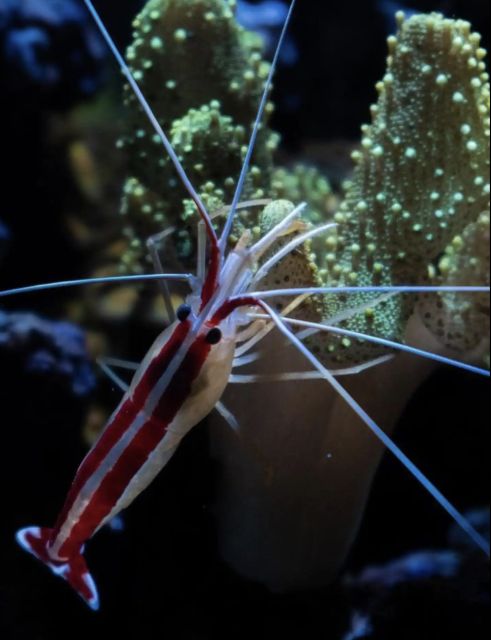 Night Time Snorkel At Turtle Town With Lights And Stars - Looking for turtles, rays, and night creatures
