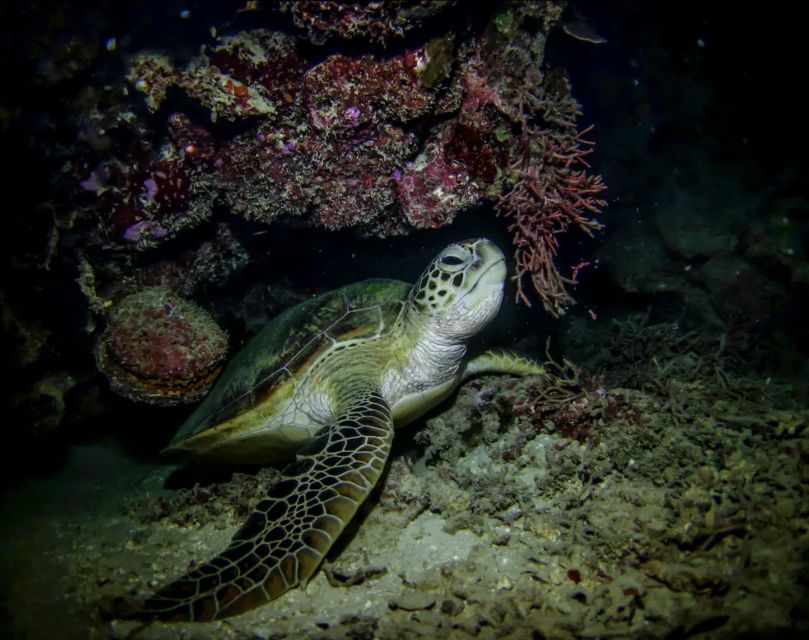 Night Time Snorkel At Turtle Town With Lights And Stars - Meeting the group at Makena Landing Park