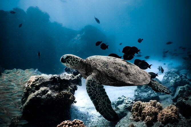 Night-Time Snorkel at TurtleTown with Stars, Lights, and Photos - Key points to know before you book