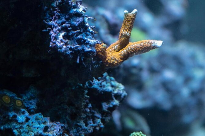 Night-Time Snorkel at TurtleTown with Stars, Lights, and Photos - Guides who make beginners feel at home
