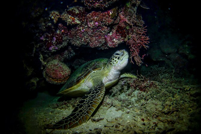 Night-Time Snorkel at TurtleTown with Stars, Lights, and Photos - Equipment, warmth, and personal safety