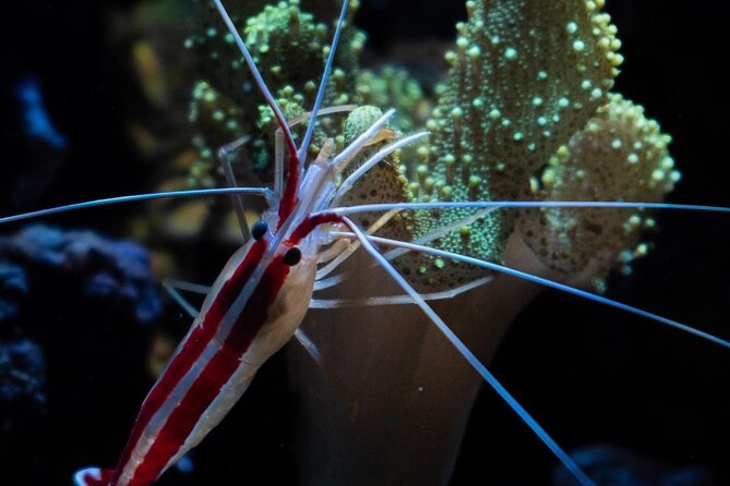Night-Time Snorkel at TurtleTown with Stars, Lights, and Photos - Who should book this Maui snorkel