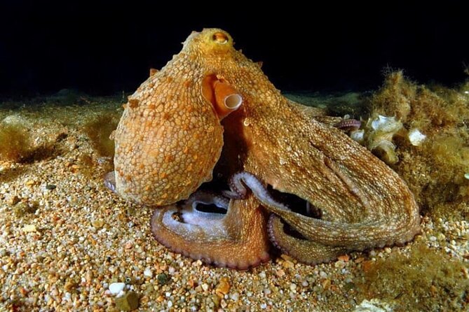 Night-Time Snorkel at TurtleTown with Stars, Lights, and Photos - Swimming the quarter-mile route to Turtle Town