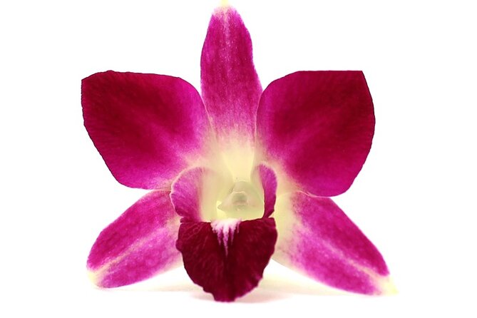 Orchid Airport Lei Greeting (Maui, Kahului Airport, OGG) - What the 15-minute arrival actually includes