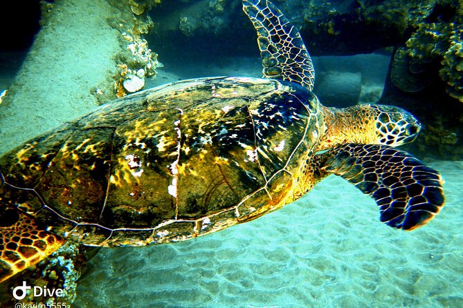 PADI Scuba Lesson and Shore Dive in Maui - Value, extra charges, and cancellation limits