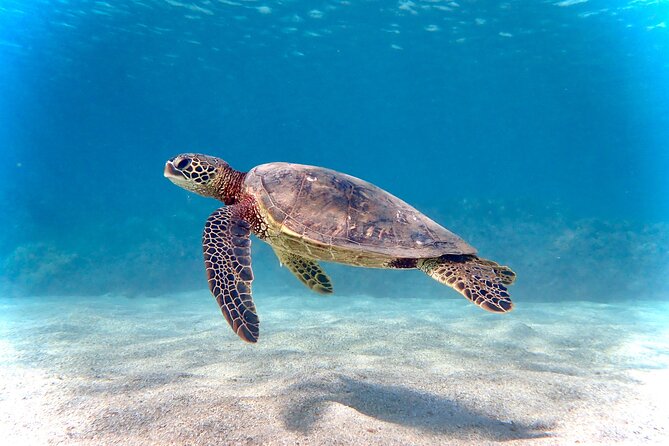 Private and Personalized Scuba Diving Adventures for All Experience Levels - A private start in Kaanapali