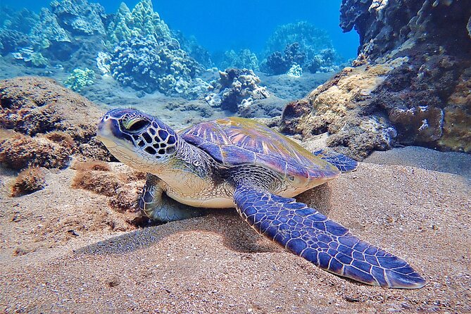 Private and Personalized Scuba Diving Adventures for All Experience Levels - Kahekili Beach Park: time to look closely