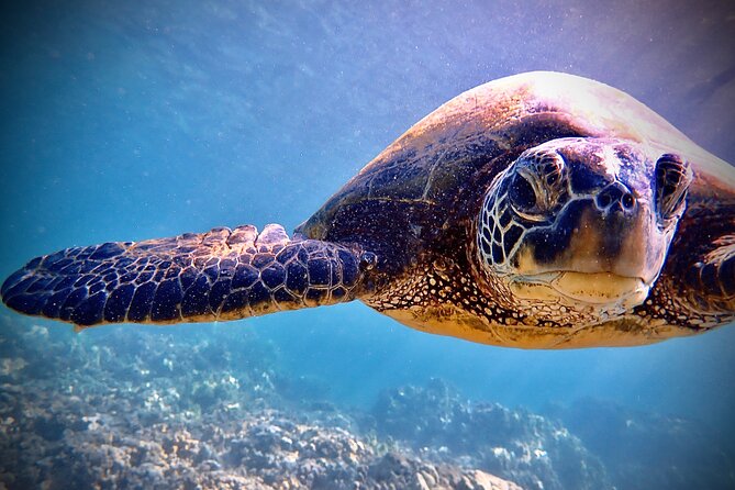 Private and Personalized Scuba Diving Adventures for All Experience Levels - Marine life, from turtles to tiny reef creatures