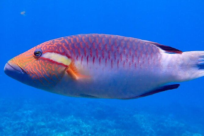 Private and Personalized Scuba Diving Adventures for All Experience Levels - Is $250 a fair price?