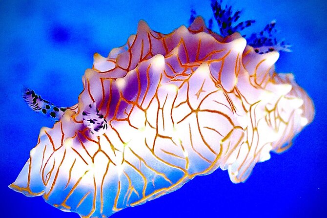 Private and Personalized Scuba Diving Adventures for All Experience Levels - Who will enjoy this most?