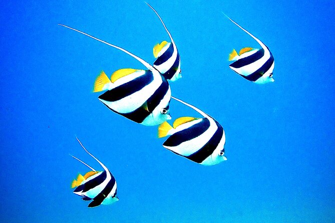Private and Personalized Scuba Diving Adventures for All Experience Levels - What to bring and how to prepare