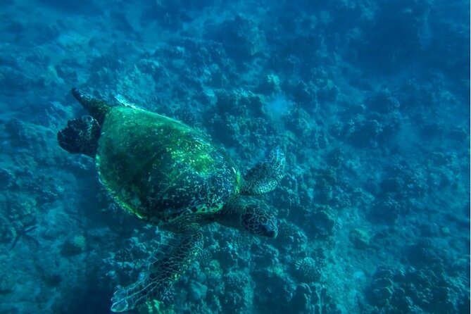 Private Beginner Paddleboard Lesson with Snorkel in Turtle Town - Weather, water, and the small details that matter