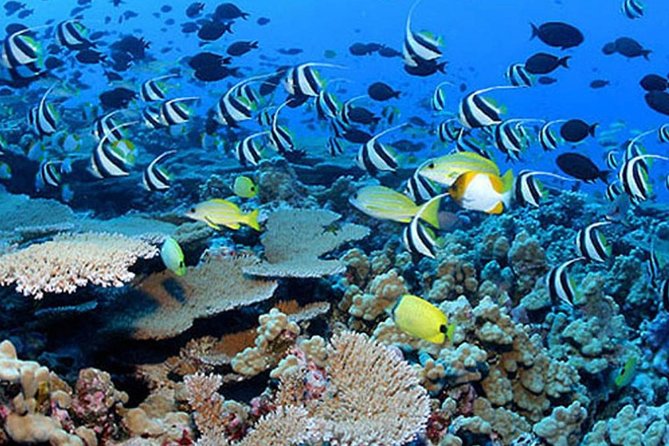 Private Guided Tours Beach Entry with Sea Scooters up to 5 guests - Kapalua Bay, tropical sea life, and turtle searches