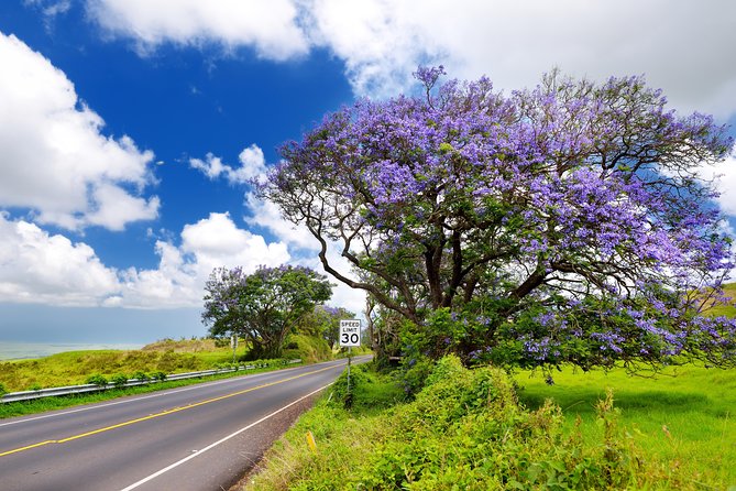 Private Haleakala Summit & Stroll from Kahului - The guides make the private format worthwhile