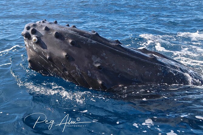 Private Paddleboard (SUP) Whale Watch: All Skill Levels Welcome - Starting at Makena Landing Park