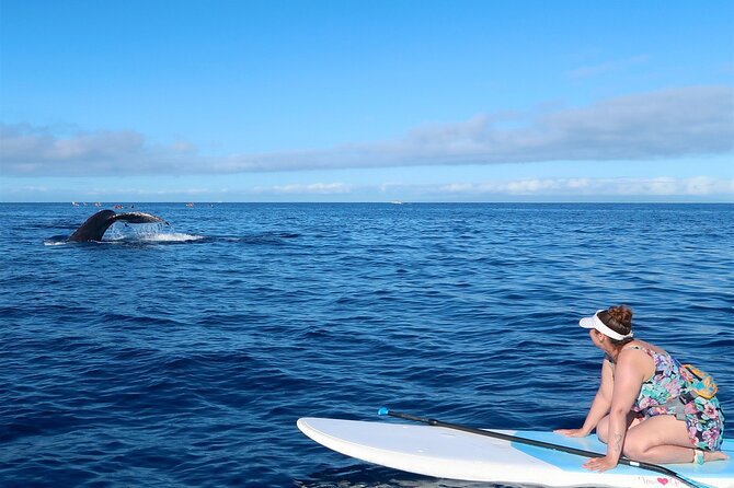 Private Paddleboard (SUP) Whale Watch: All Skill Levels Welcome - Searching inside the humpback sanctuary
